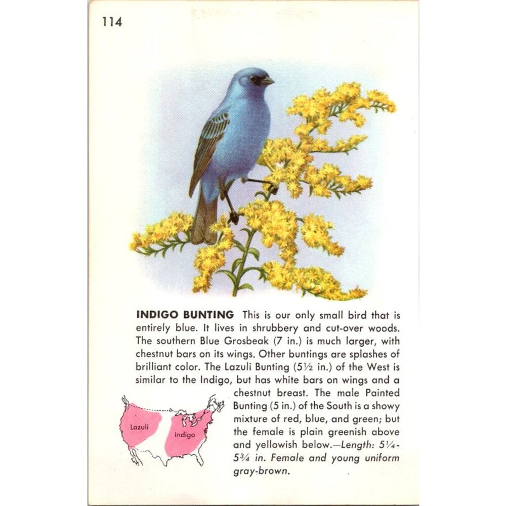 Indigo Bunting Our Only Small Bird Entirely Blue 1960 Bird Picture SAJ3-H7 - Picture 2 of 2
